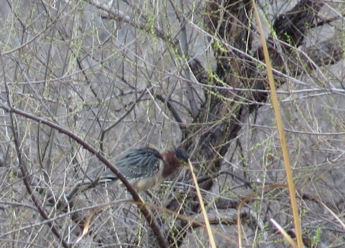 Green Heron - ML212537291