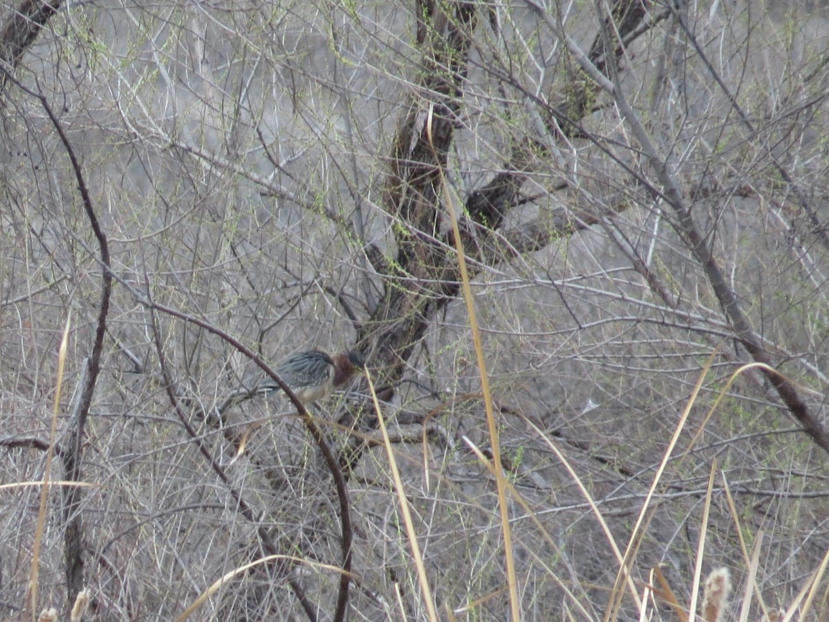 Green Heron - ML212537601