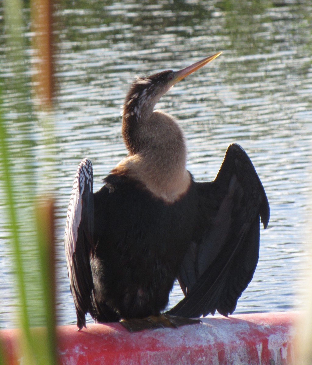 Anhinga d'Amérique - ML212538531