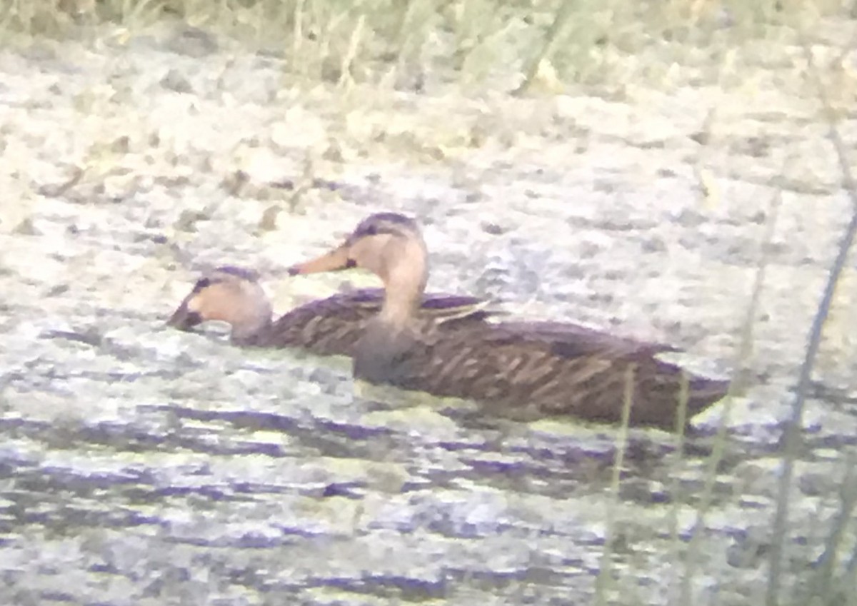 Mottled Duck - ML212539011