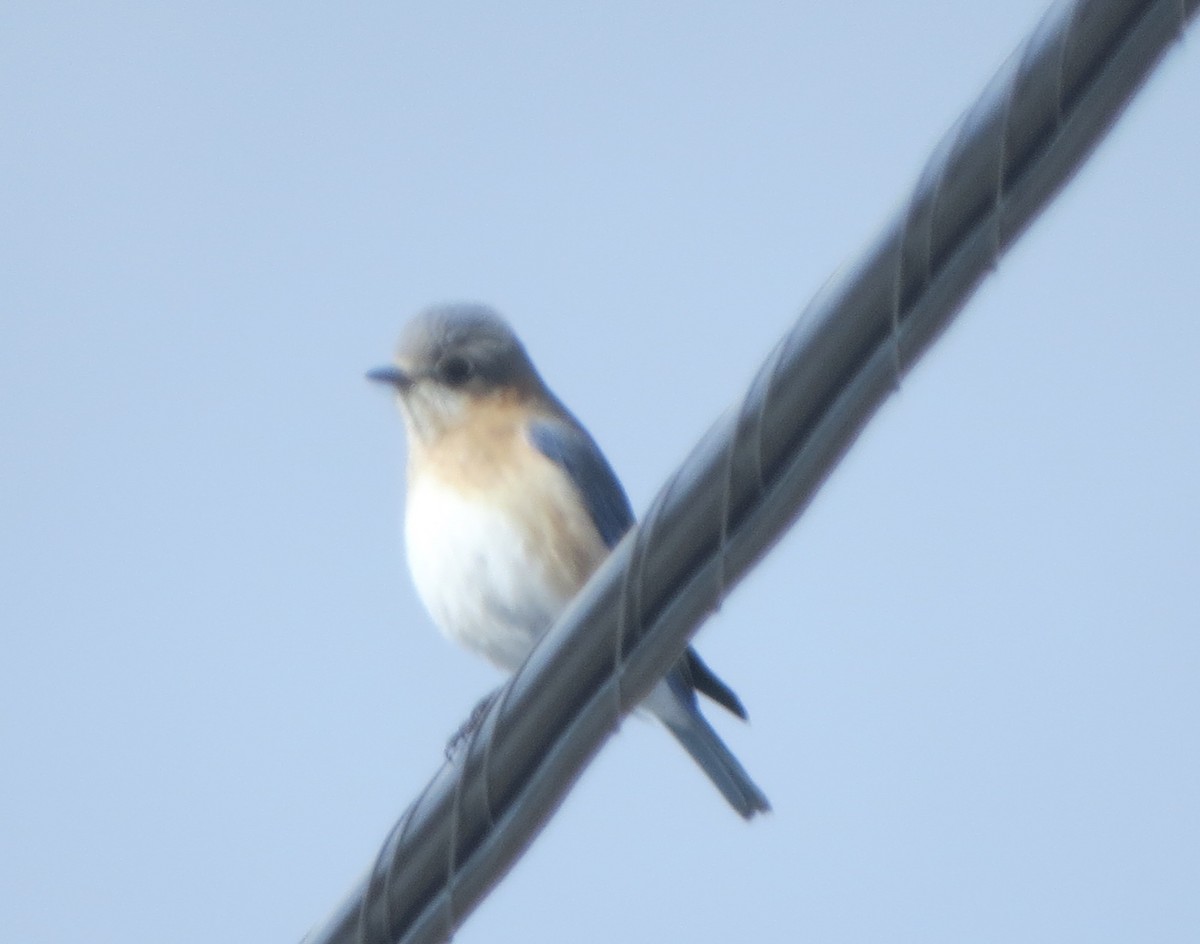 Eastern Bluebird - ML212539211