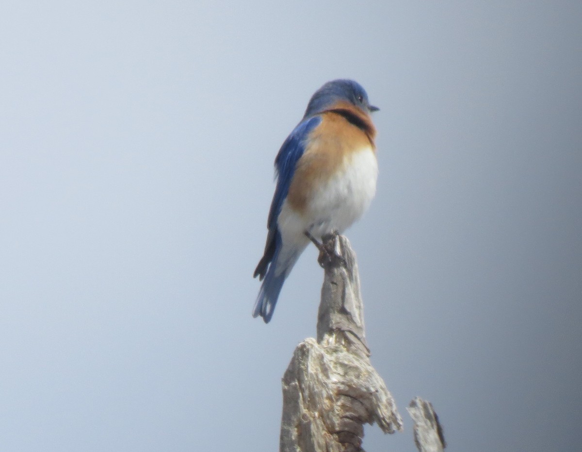 Eastern Bluebird - ML212539311