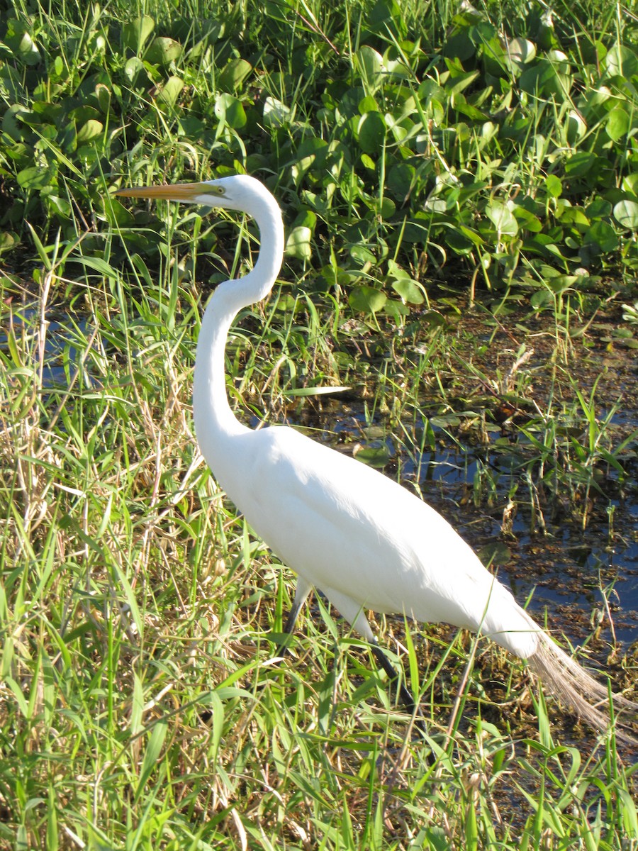 Great Egret - Jenna Atma