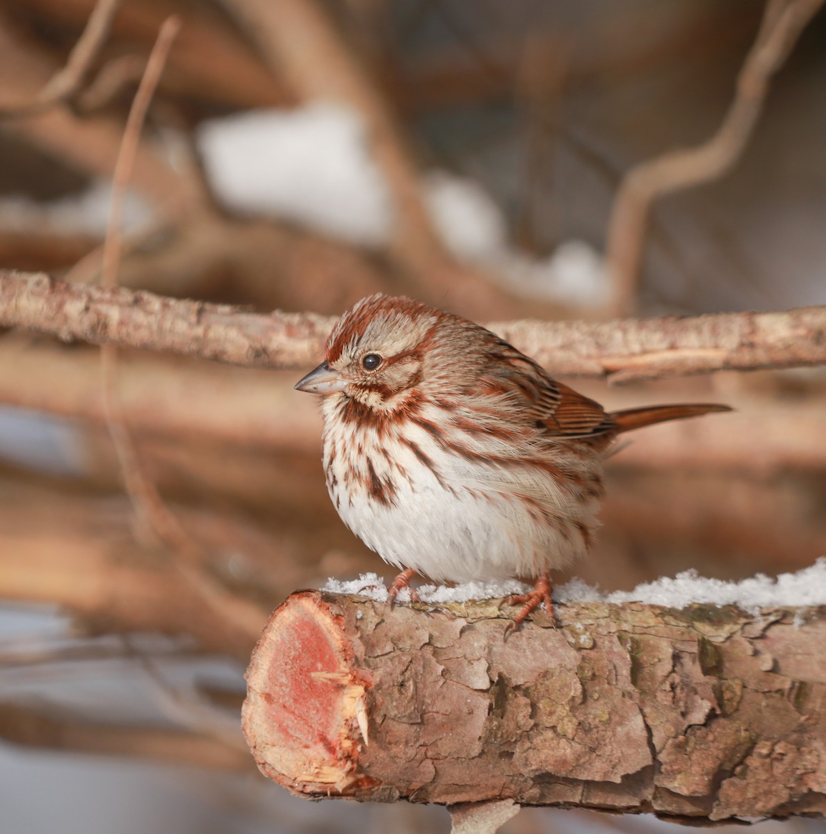 Song Sparrow - Zebedee Muller