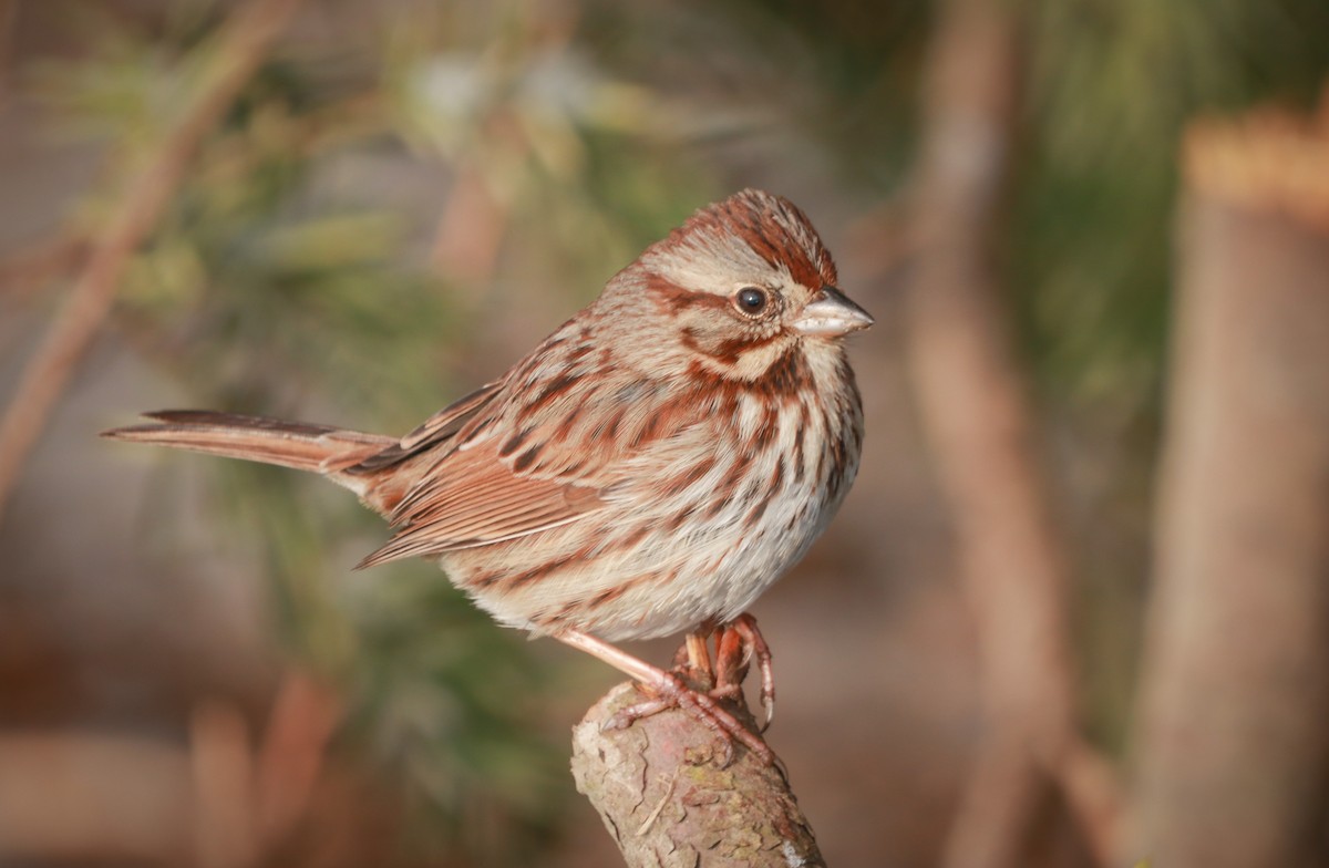 Song Sparrow - ML212541111