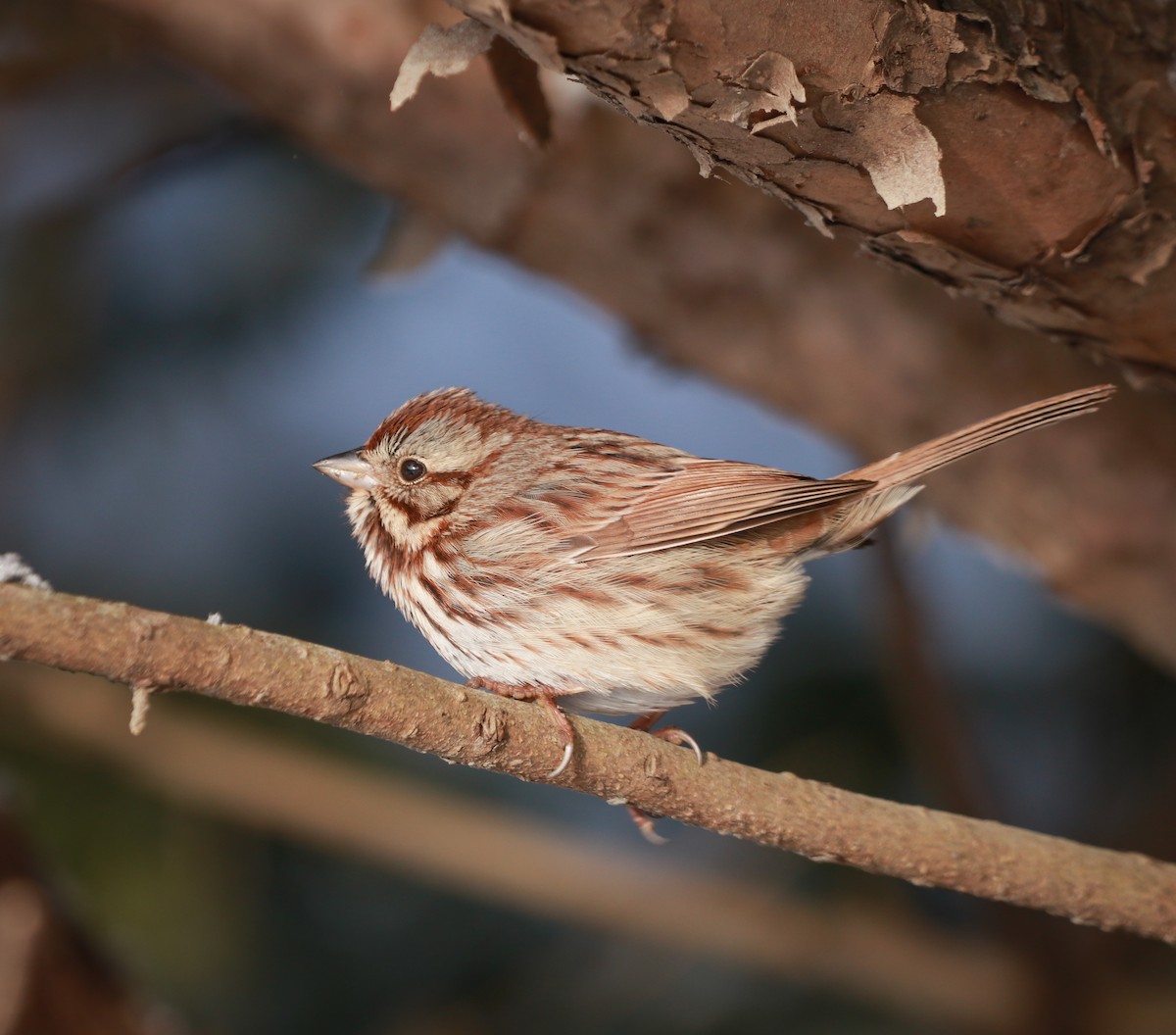 Song Sparrow - ML212541121