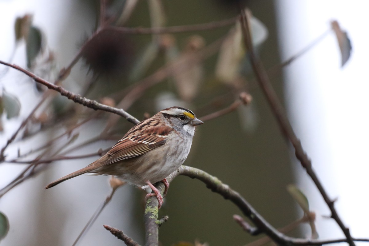 White-throated Sparrow - Zebedee Muller