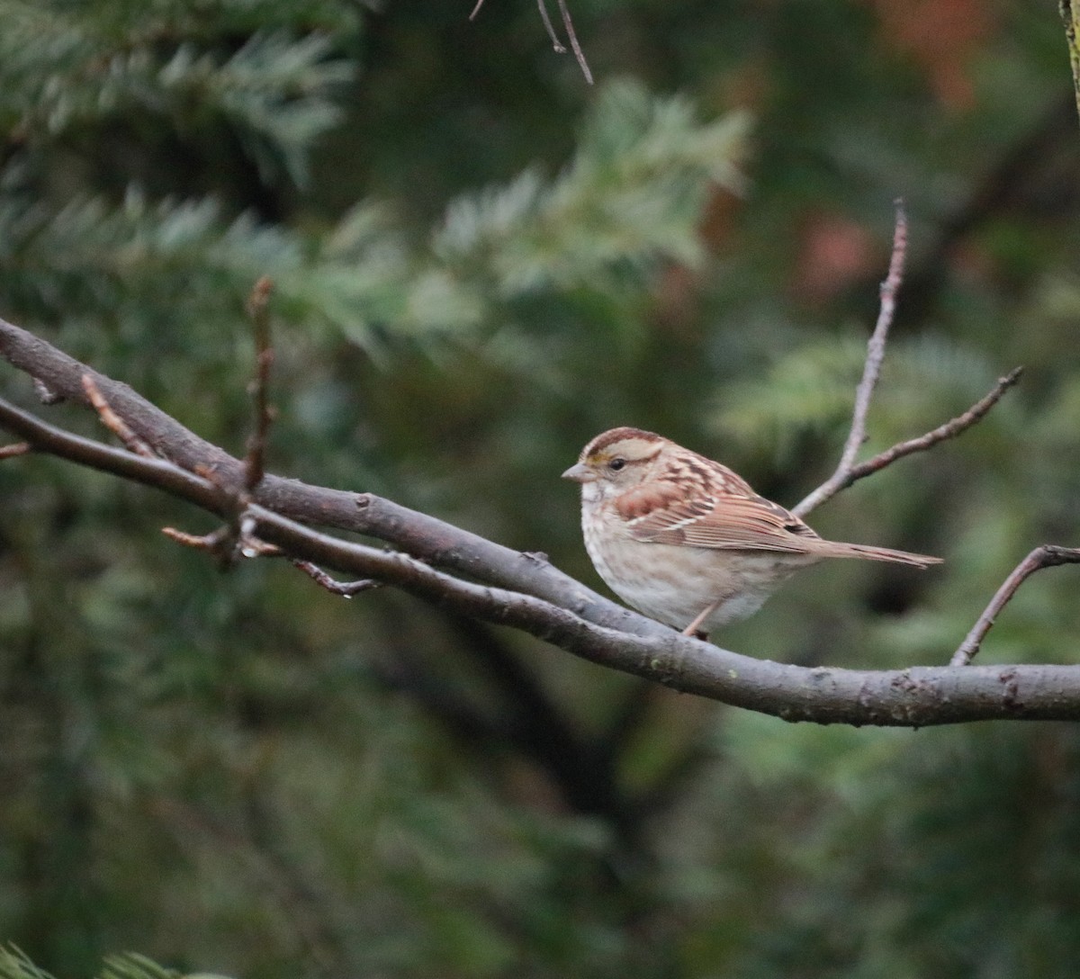 White-throated Sparrow - Zebedee Muller