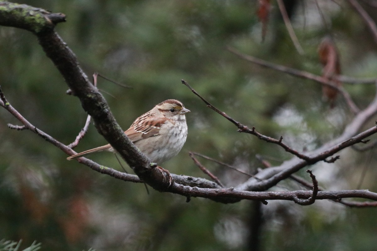 White-throated Sparrow - Zebedee Muller