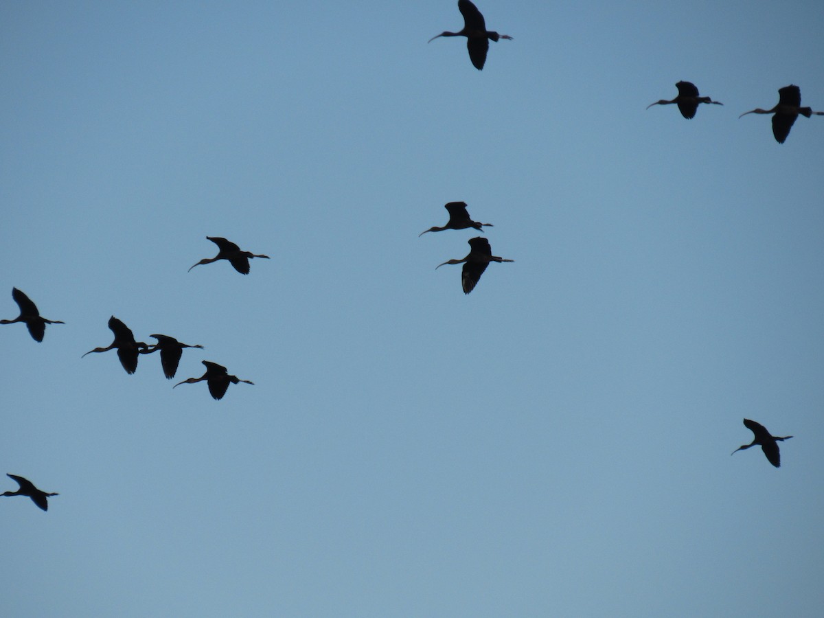 ibis hnědý - ML212542251