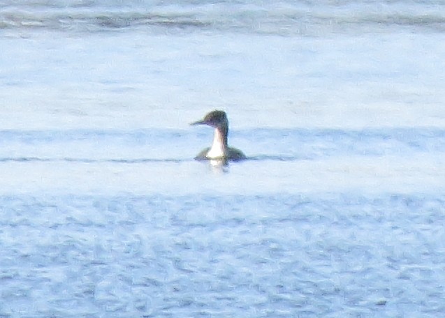 Red-necked Grebe - Bill Carrell