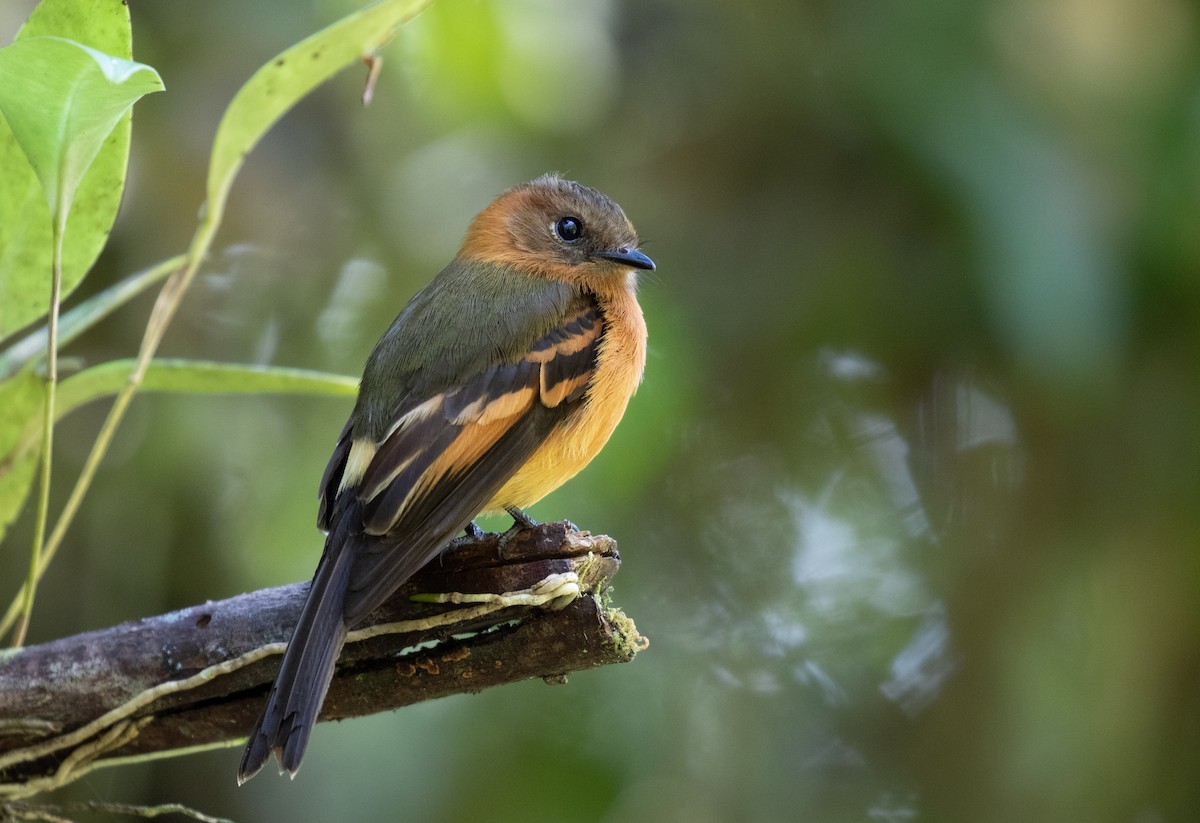 Cinnamon Flycatcher - ML212545601