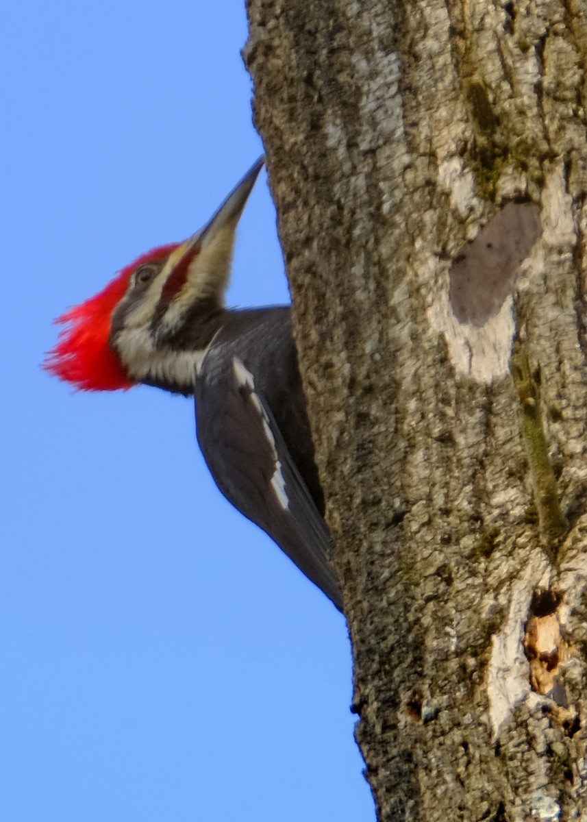 Pileated Woodpecker - ML212546081