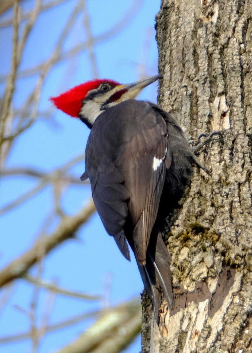 Pileated Woodpecker - ML212546121