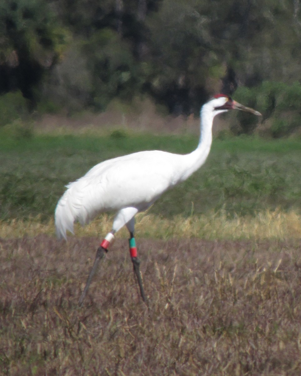 Grulla Trompetera - ML212548641