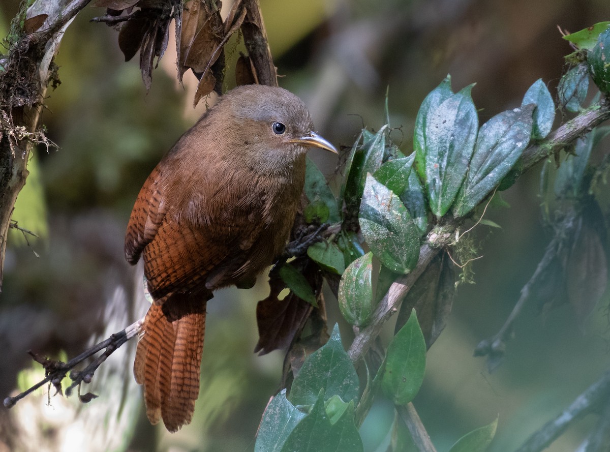 Sharpe's Wren - ML212550541