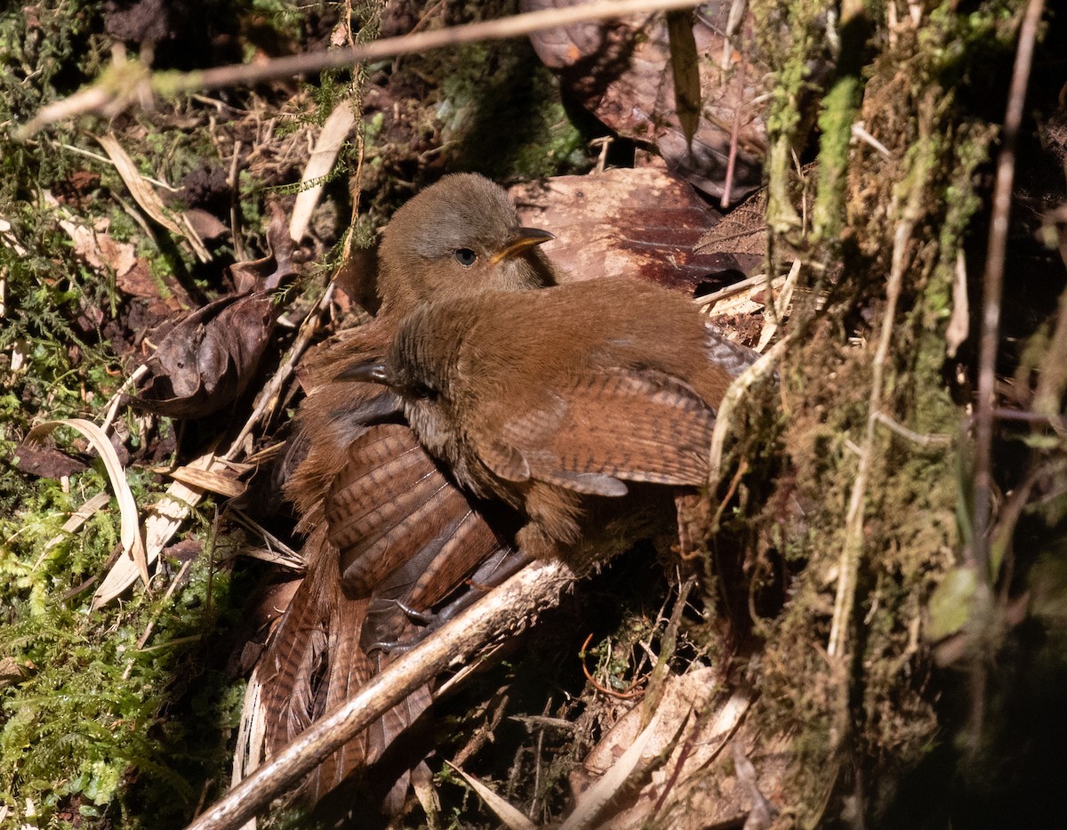 Sharpe's Wren - ML212550771