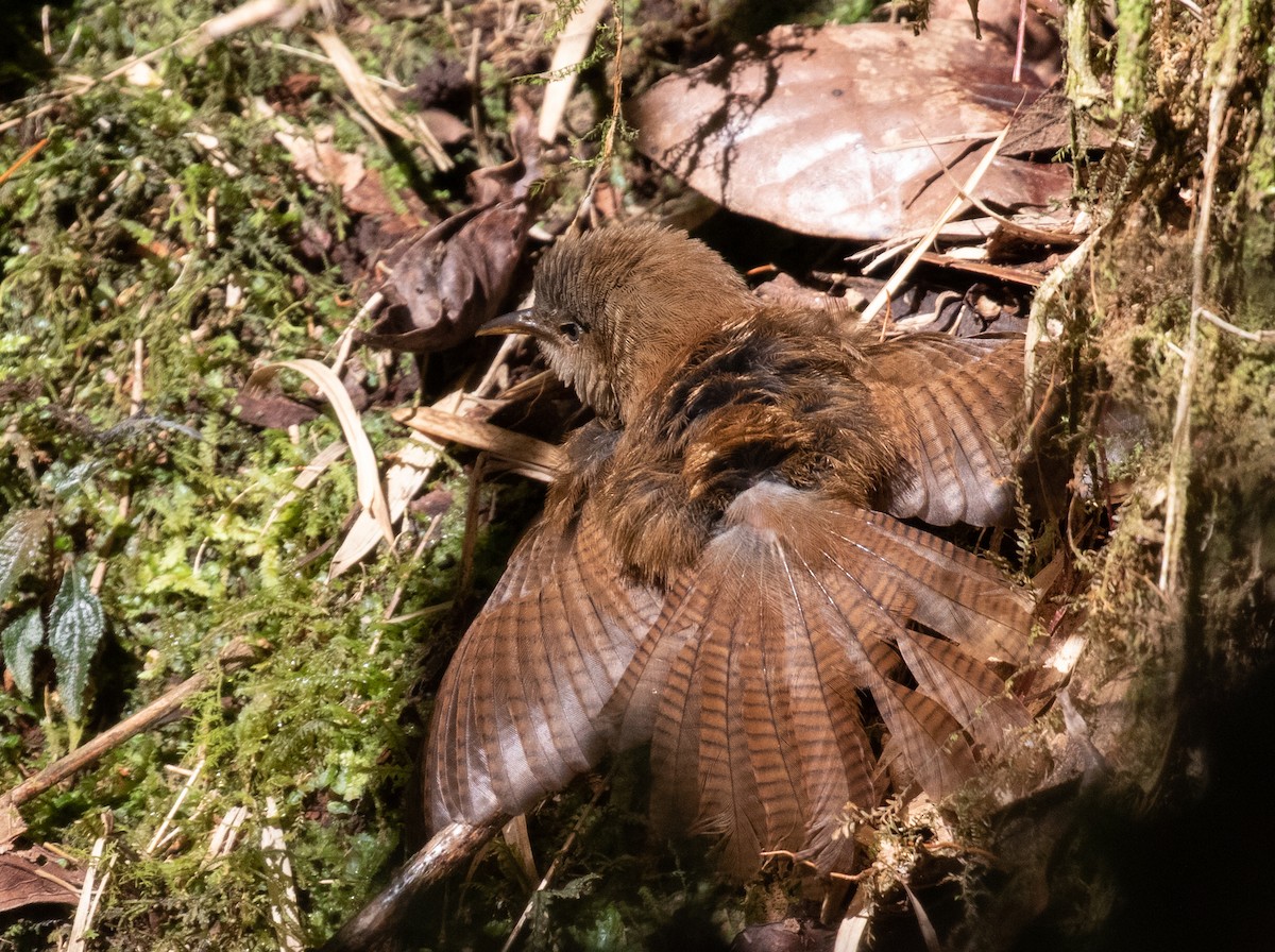 Sharpe's Wren - ML212551021