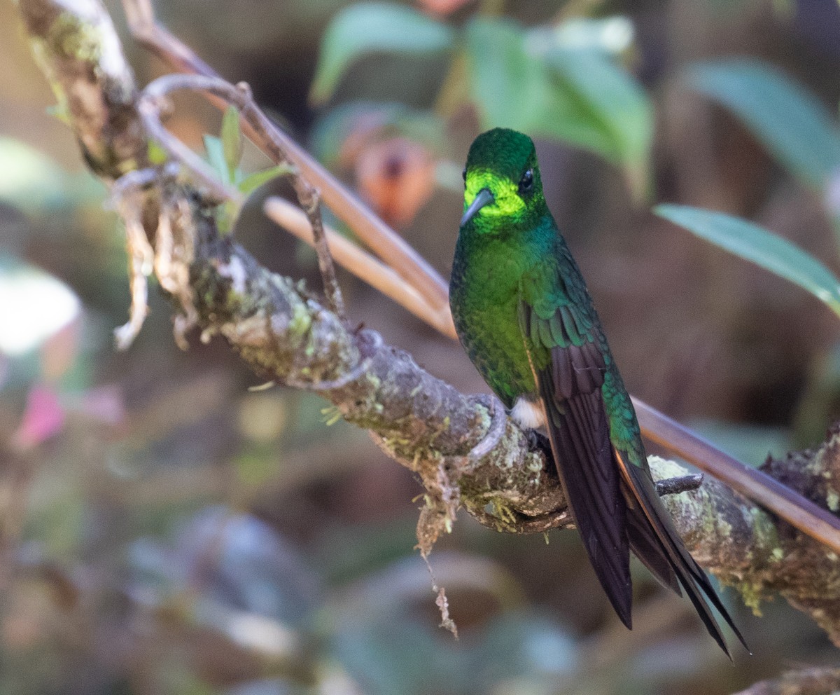 hummingbird sp. - ML212551711