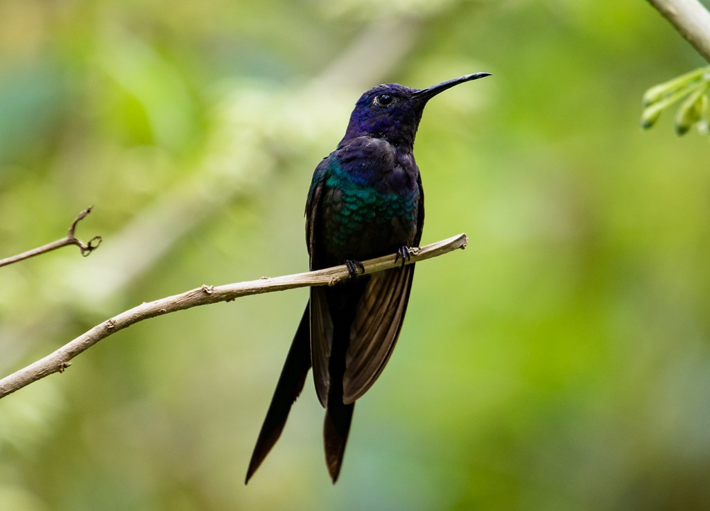 Swallow-tailed Hummingbird - Leonardo Araújo