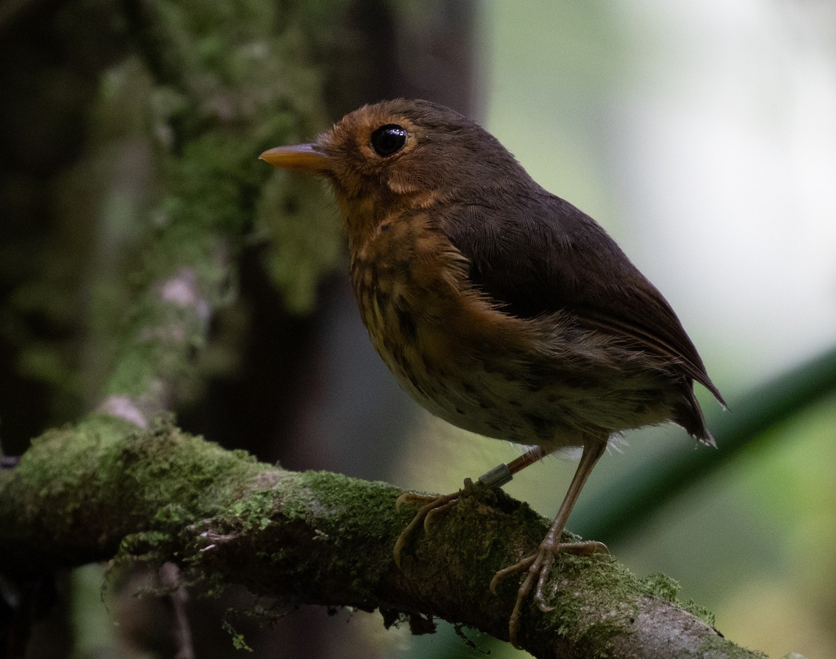 Ochre-breasted Antpitta - ML212552111