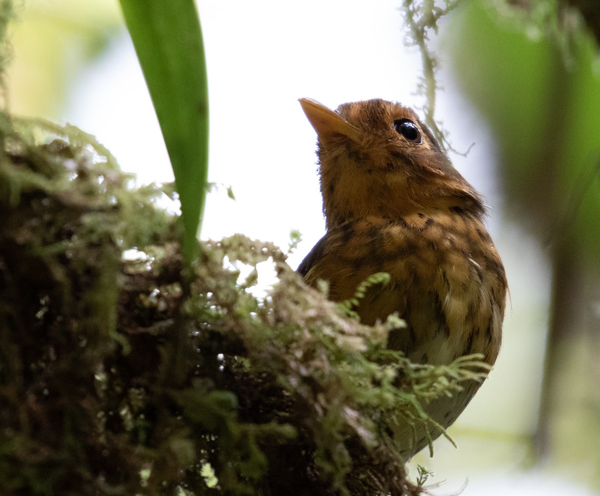 Ochre-breasted Antpitta - ML212552121