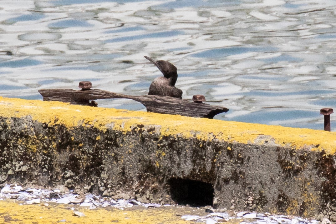 Cormorán Totinegro - ML212552251