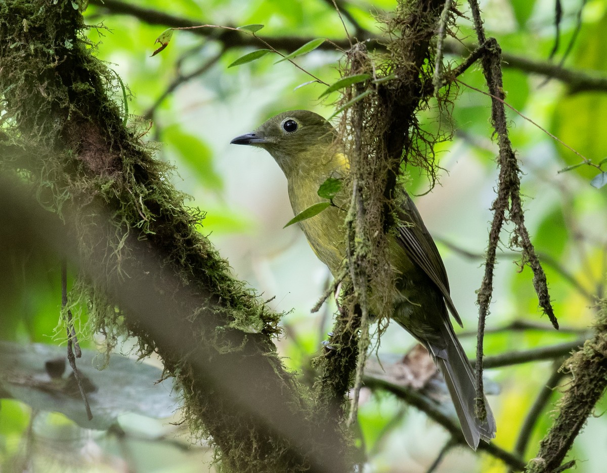 Olivaceous Piha - ML212552401