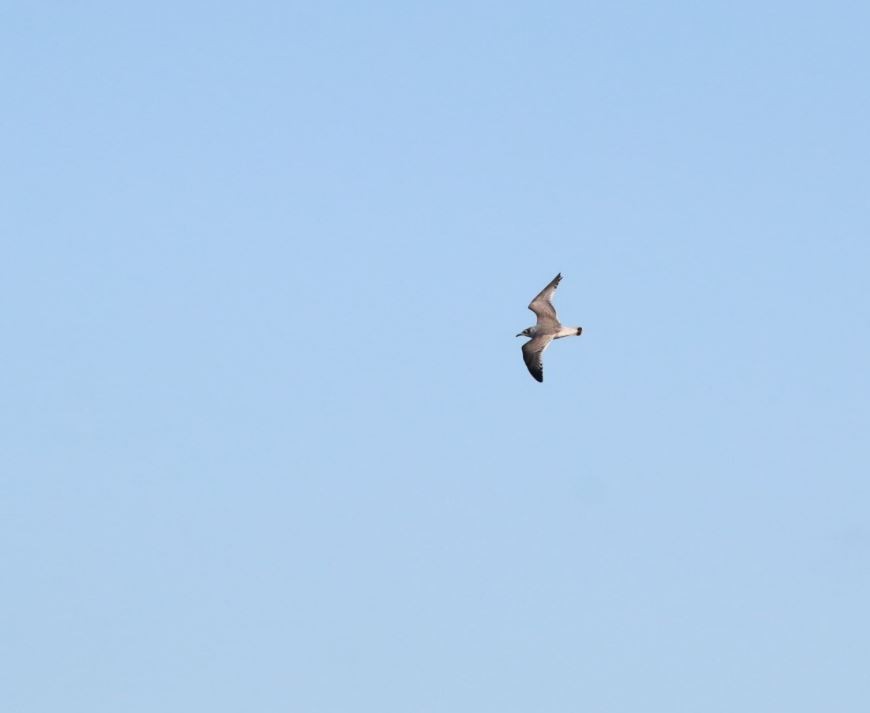 Franklin's Gull - ML21255341