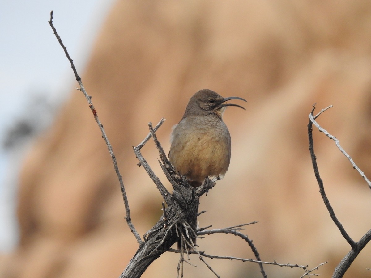 California Thrasher - ML212553531