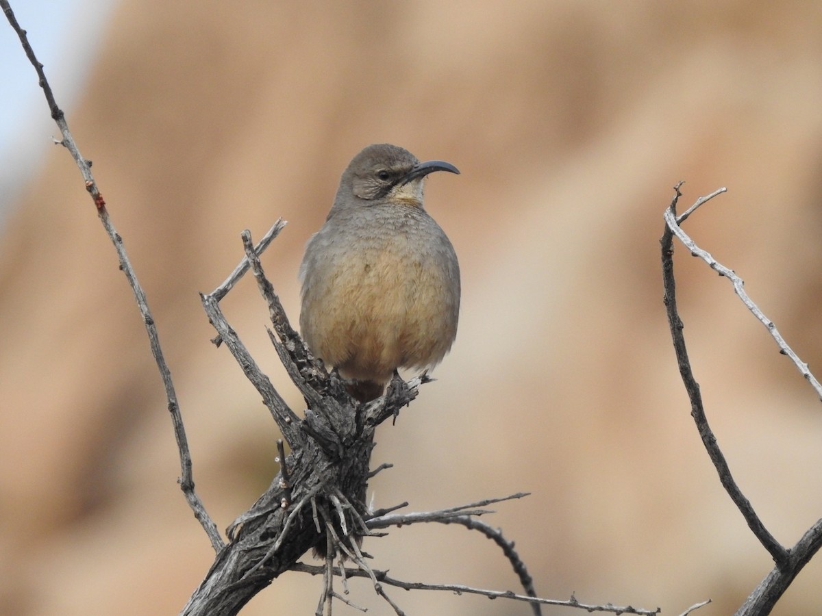 California Thrasher - ML212553581