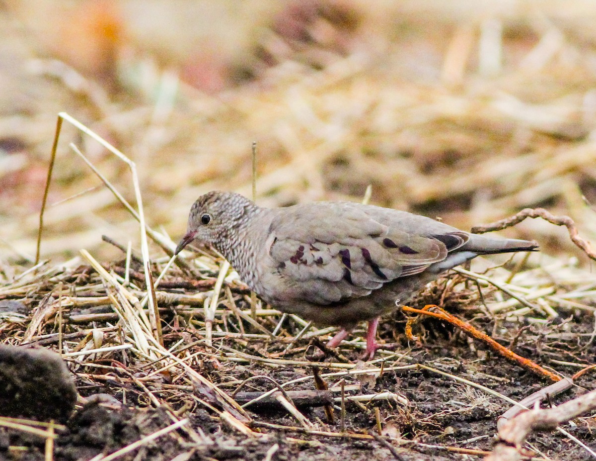 Common Ground Dove - Neil Hayward