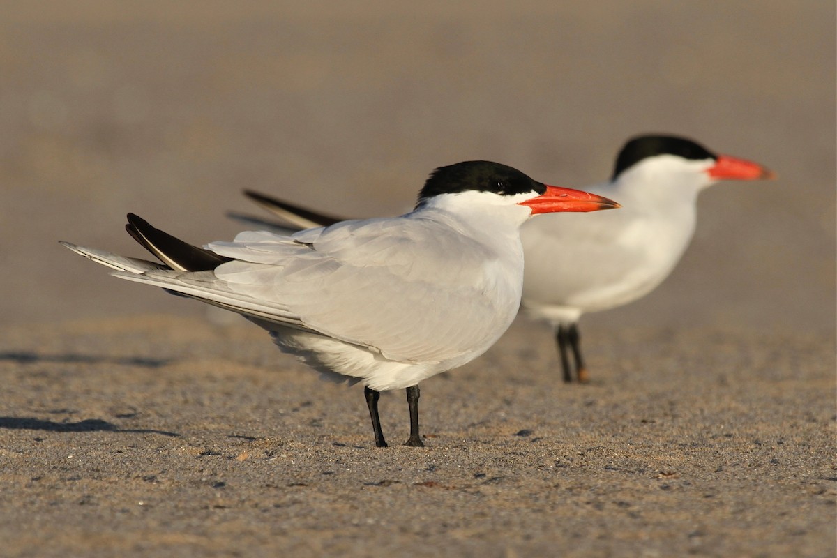 Caspian Tern - ML212555591