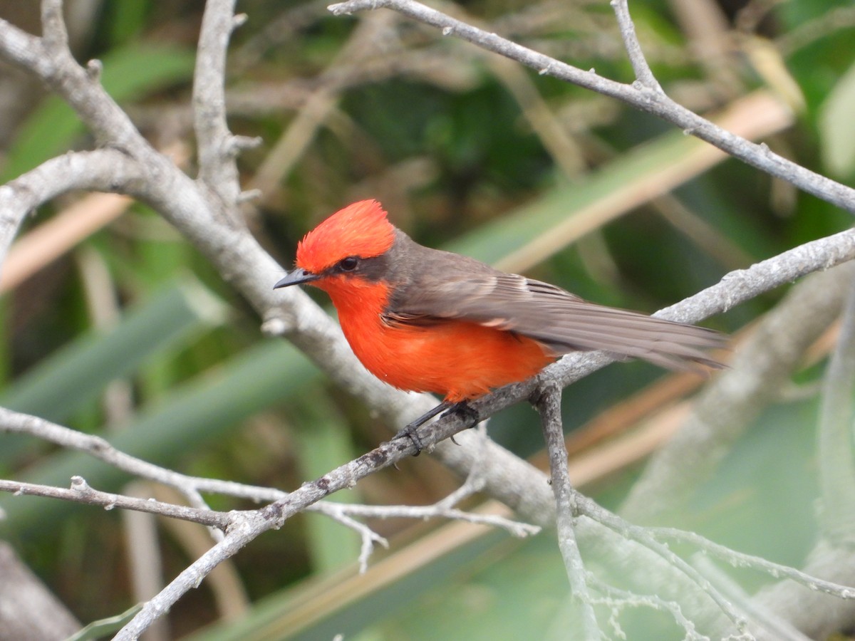 Vermilion Flycatcher - ML212557421