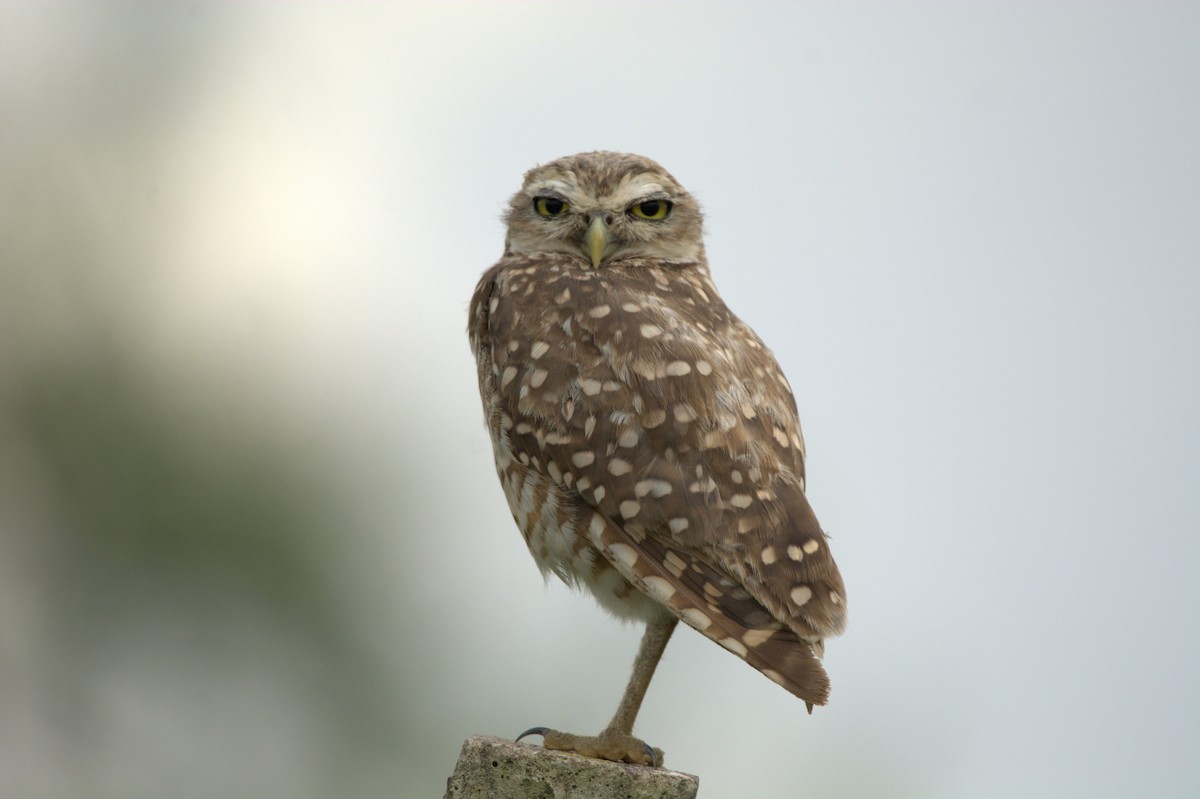 Burrowing Owl - ML212557931