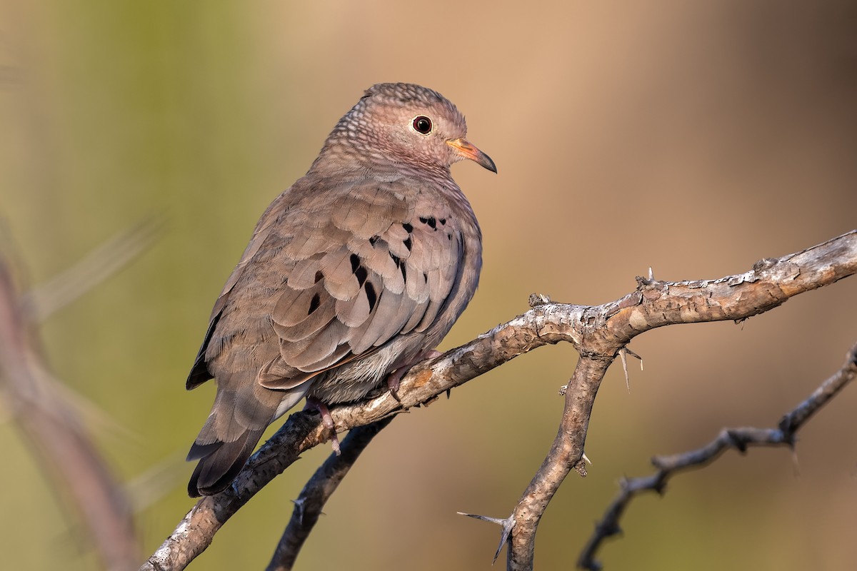 Common Ground Dove - ML212558421