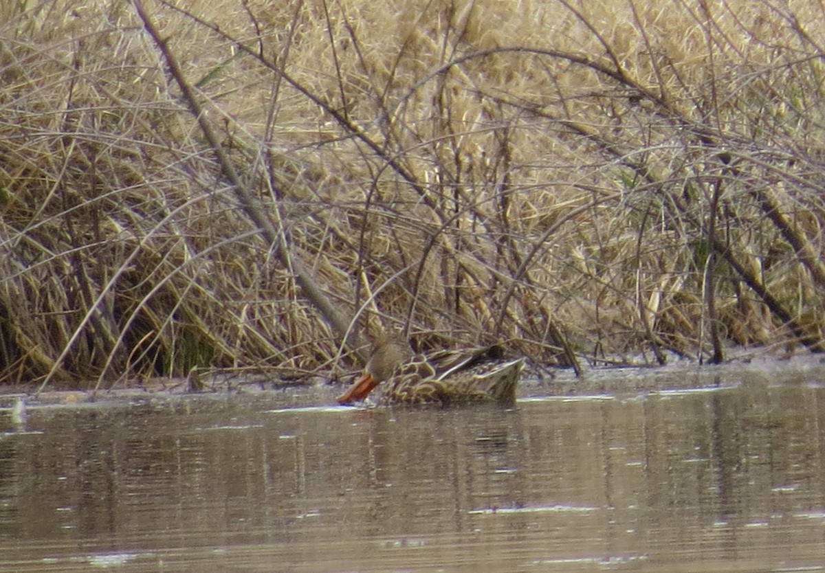 Northern Shoveler - ML212558441