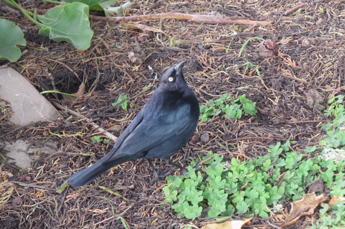 Brewer's Blackbird - ML212558501