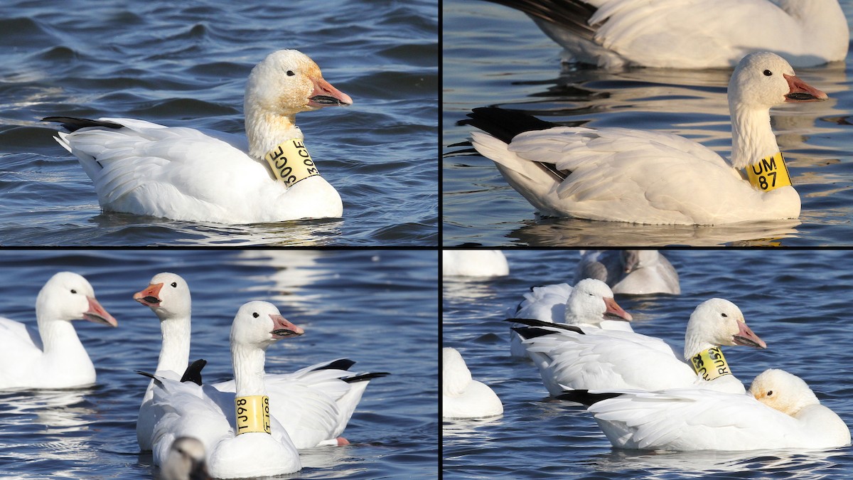 Snow Goose - ML21255951