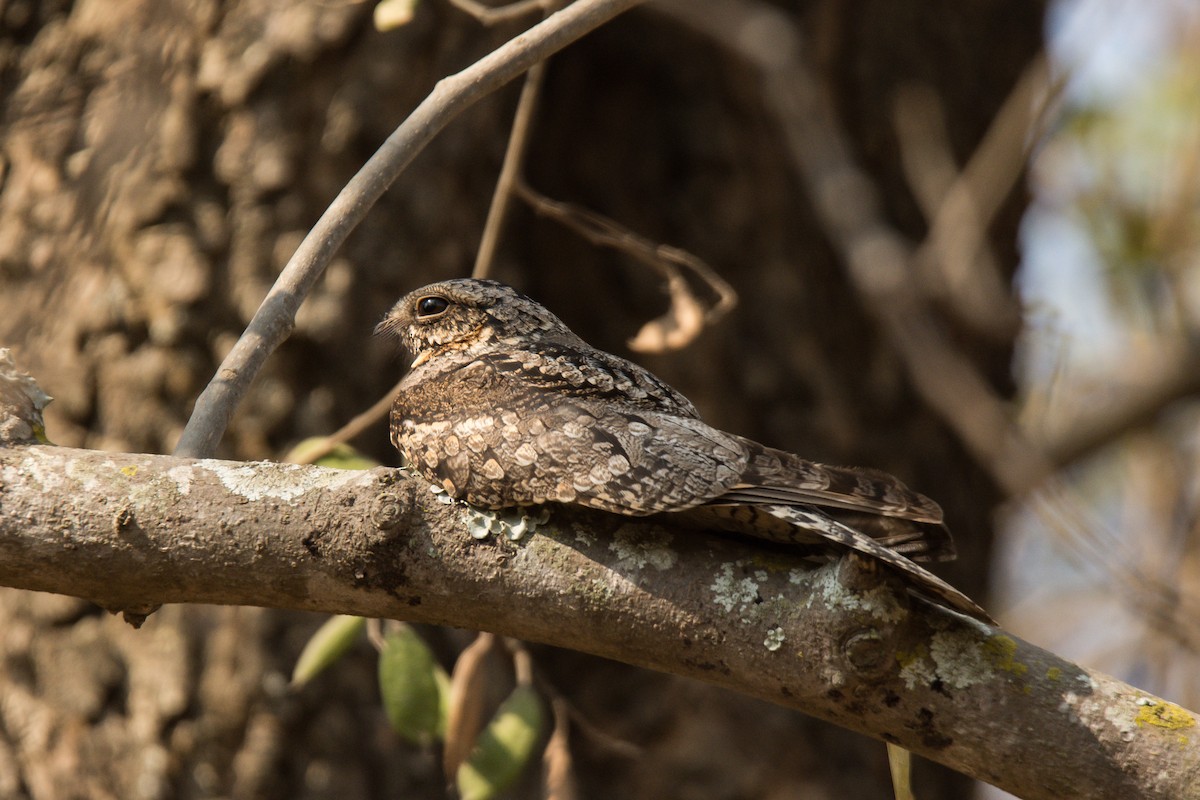 Jungle Nightjar - ML212559521