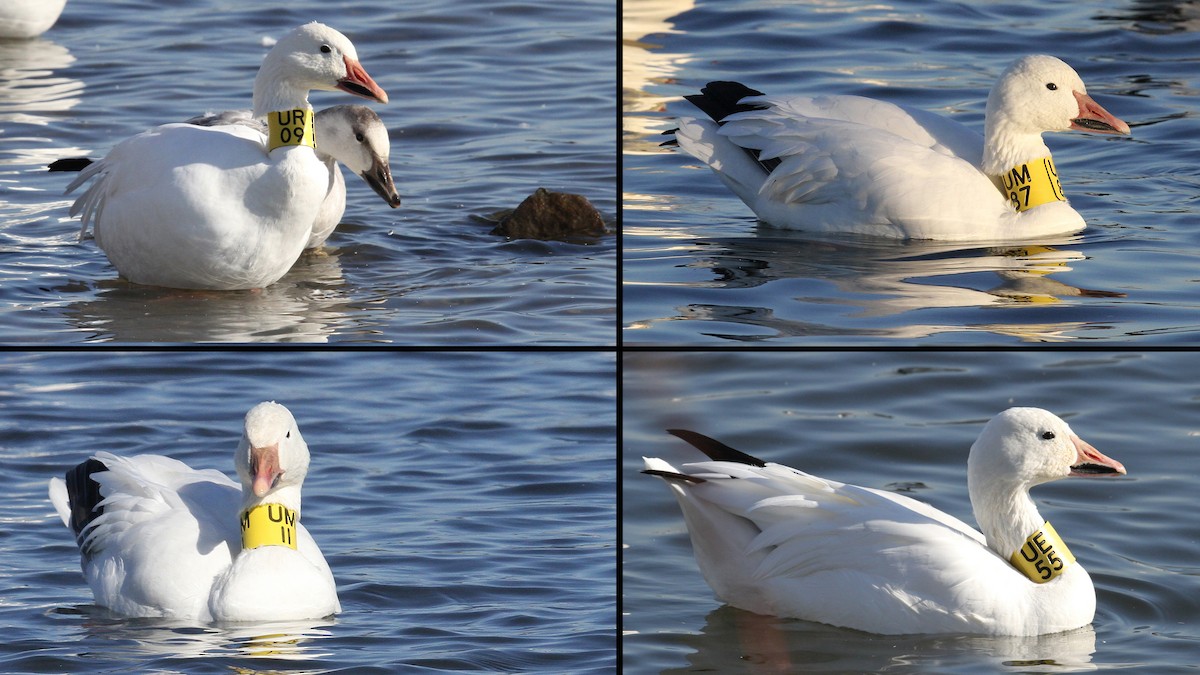 Snow Goose - ML21256081