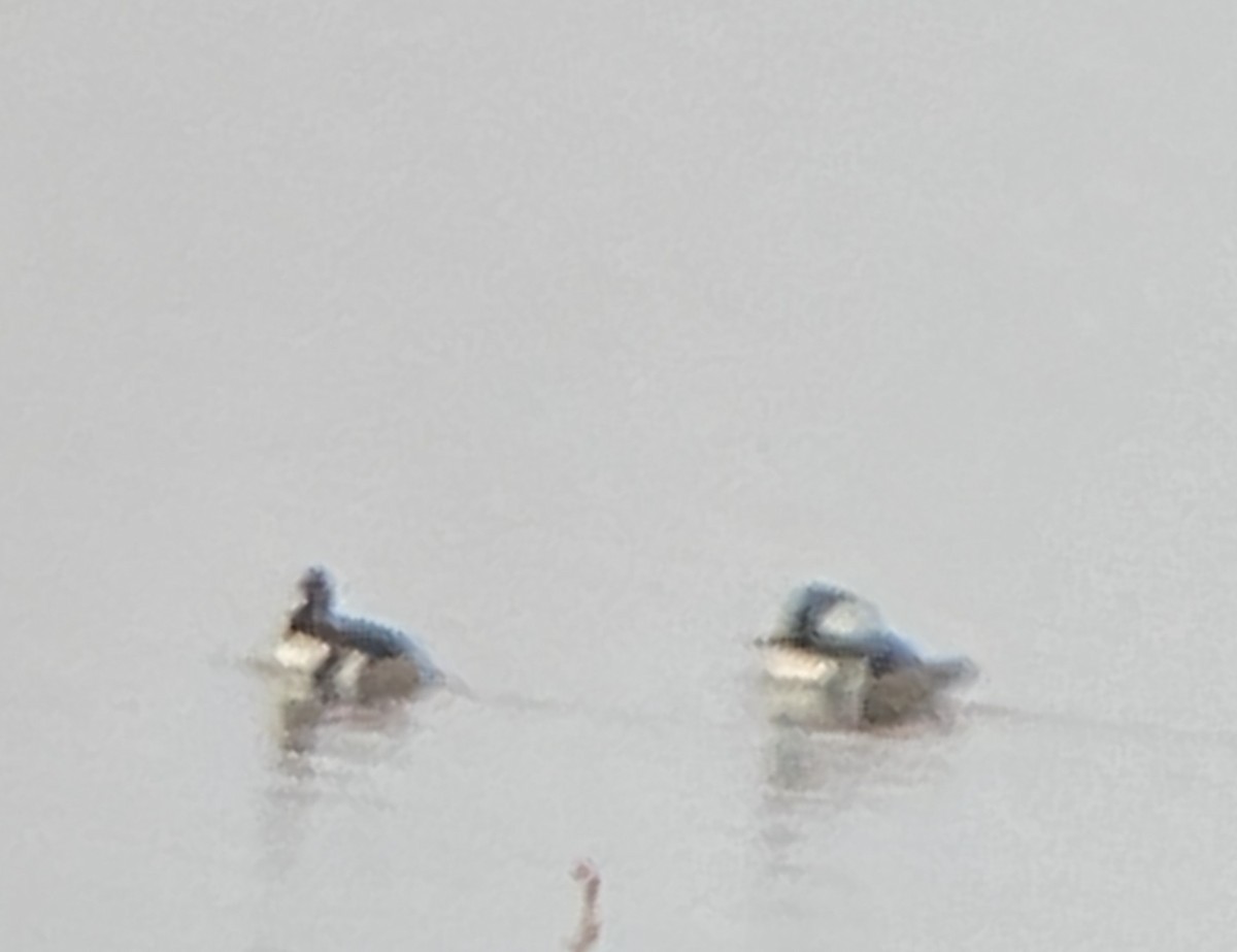 Hooded Merganser - Diane Roberts