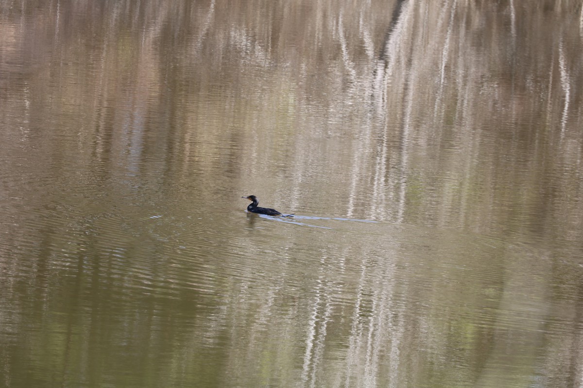 Double-crested Cormorant - ML212562491