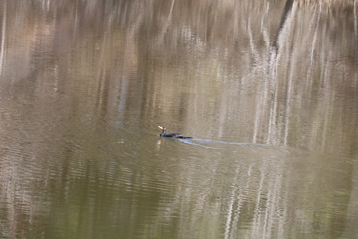 Double-crested Cormorant - Justin  Hall