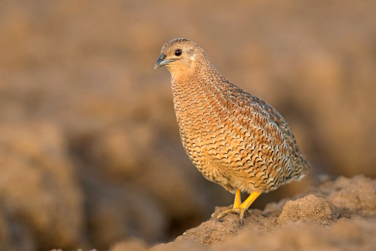 Brown Quail - ML212563171