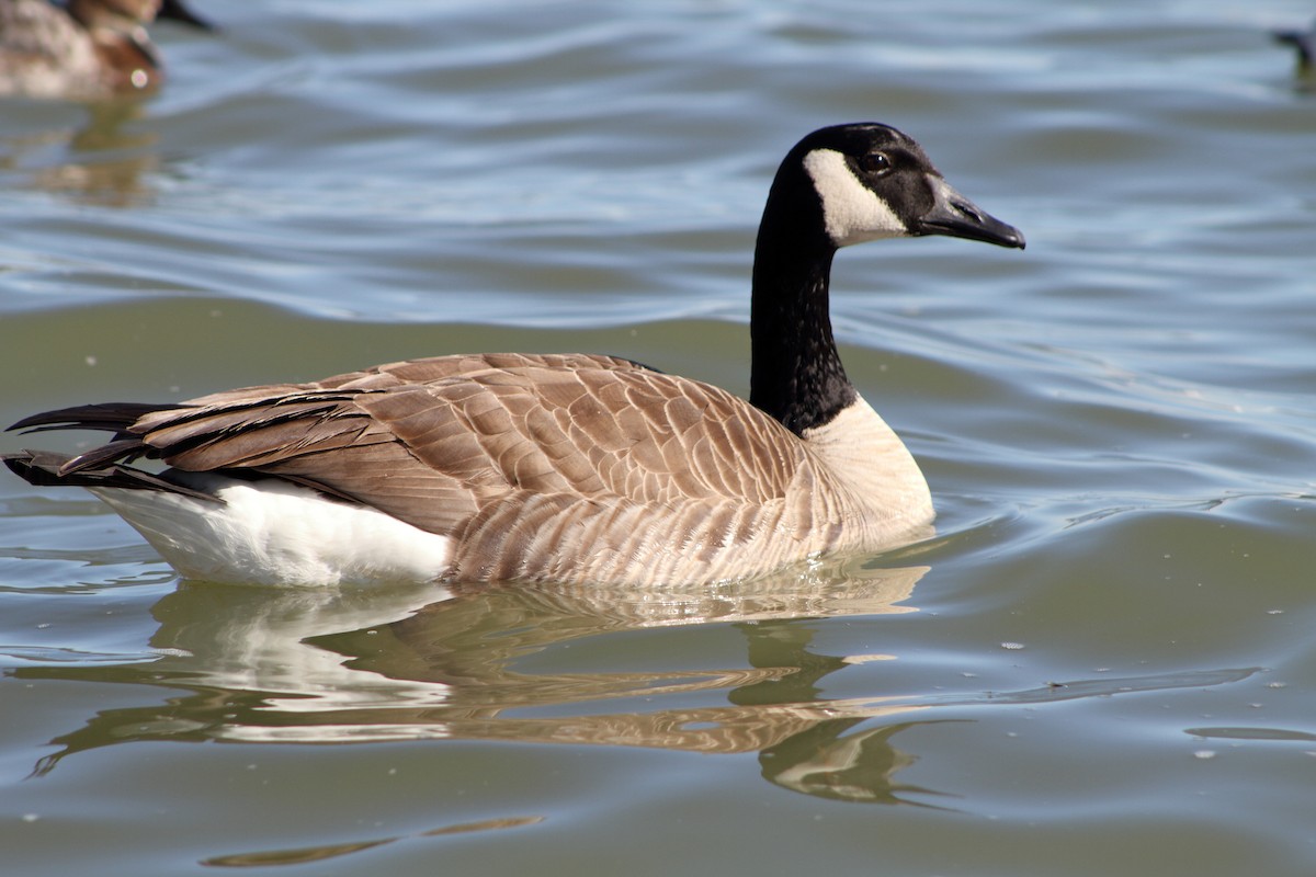 Canada Goose - ML212565131