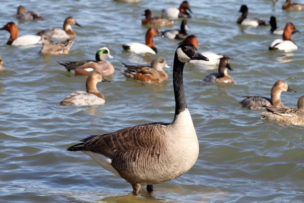 Canada Goose - ML212565141