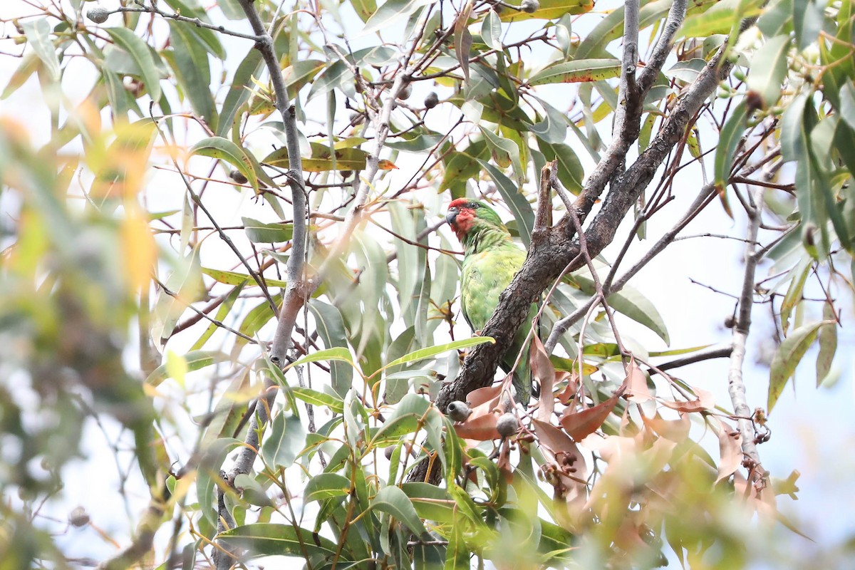 Little Lorikeet - ML212566981