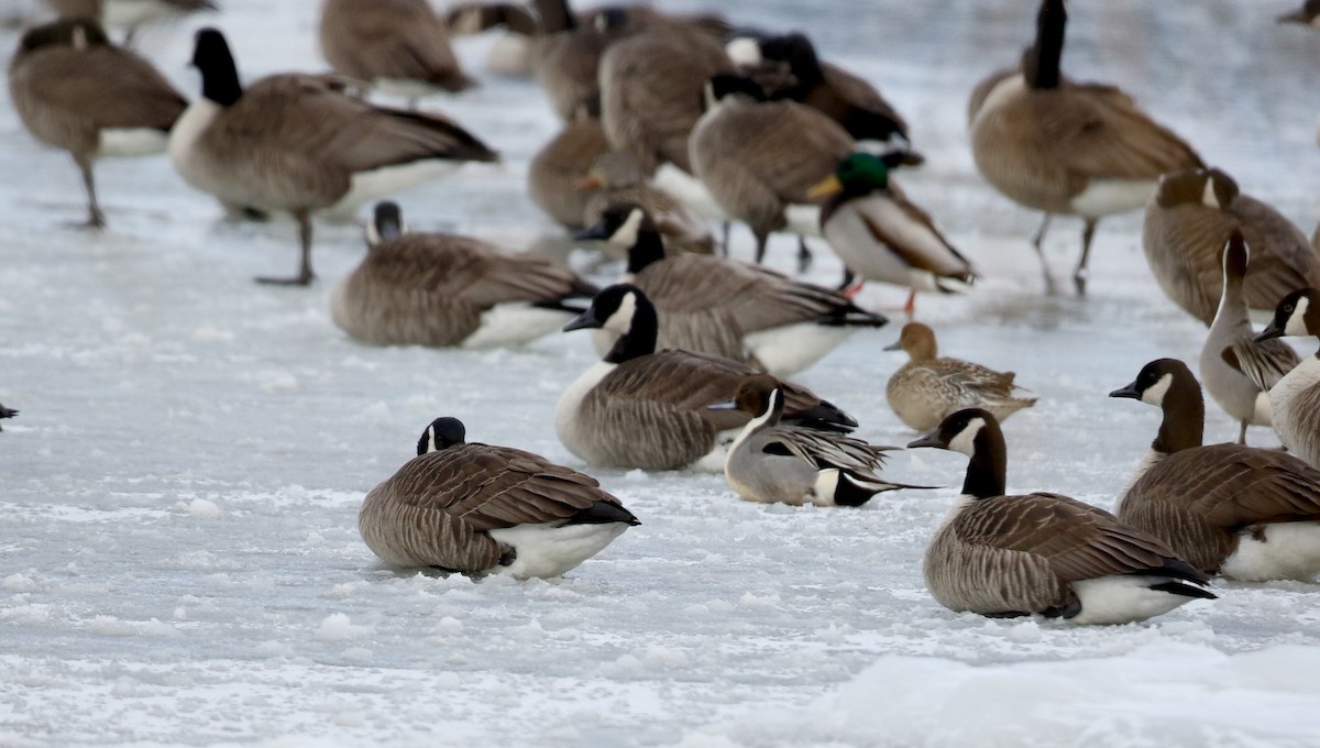 Northern Pintail - Jay McGowan