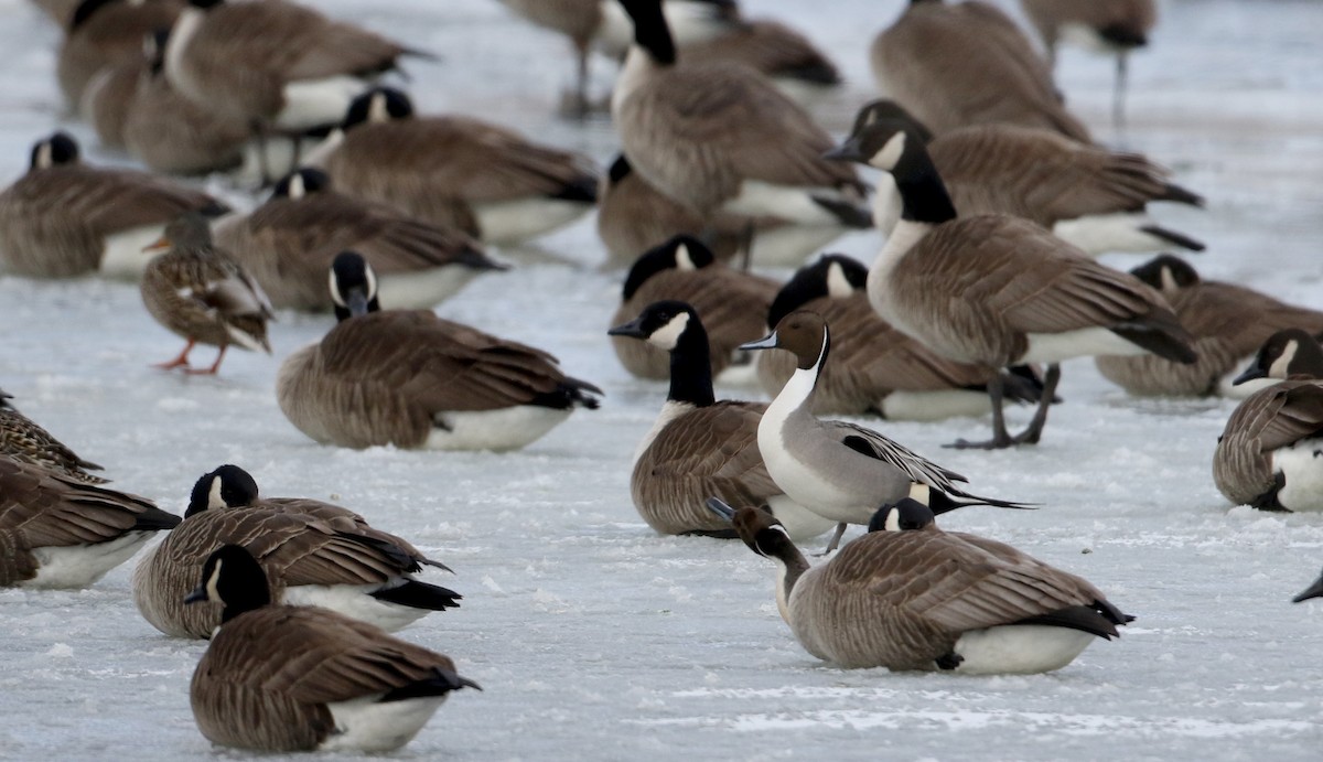 Northern Pintail - ML212567381